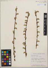 Foto von Salix humilis Marshall